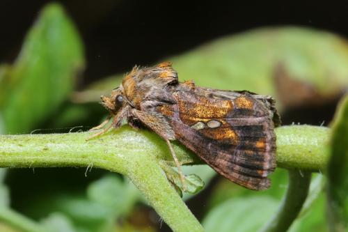 Réf. 270 396 : Chrysodeixis chalcites
